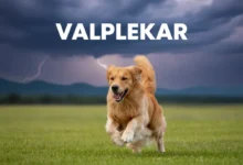 Valplekar