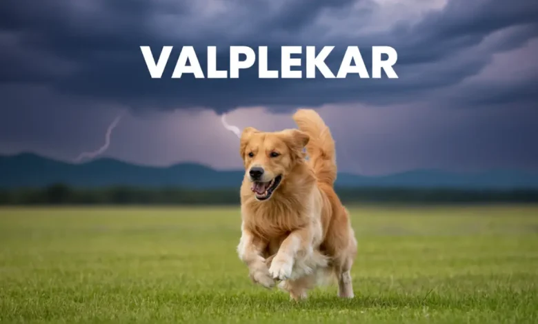 Valplekar