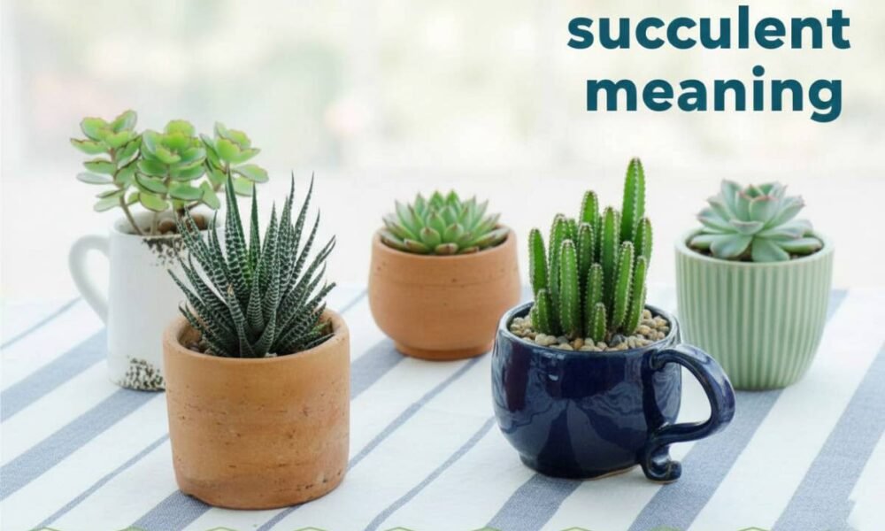 Succulent Meaning