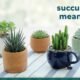 Succulent Meaning