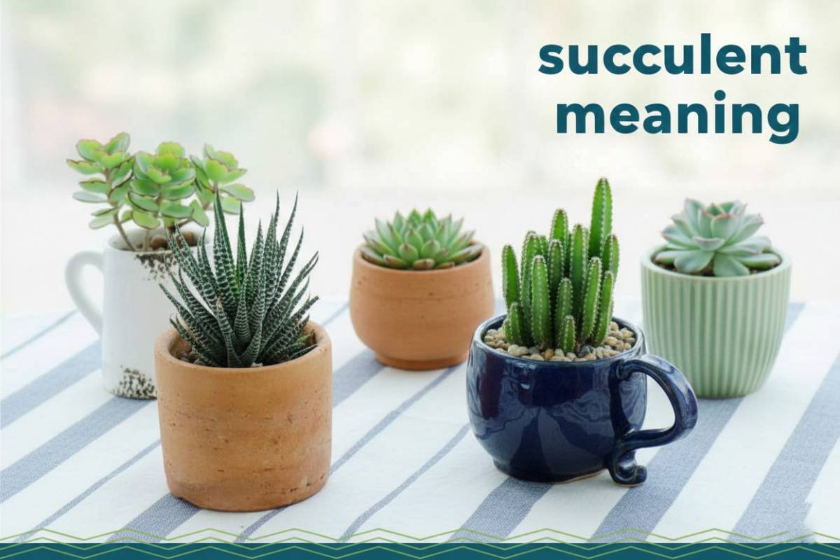 Succulent Meaning