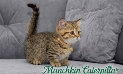 Munchkin Caterpillar