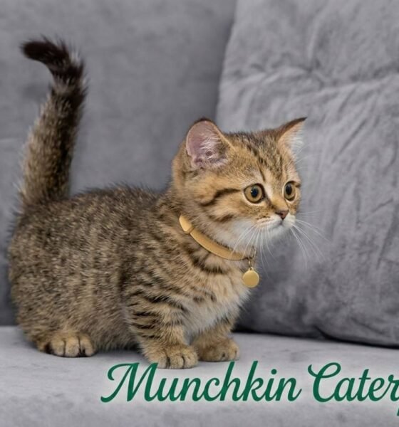 Munchkin Caterpillar