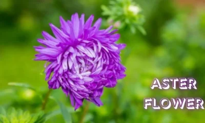 Aster Flower