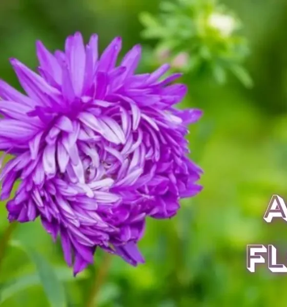 Aster Flower