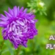 Aster Flower