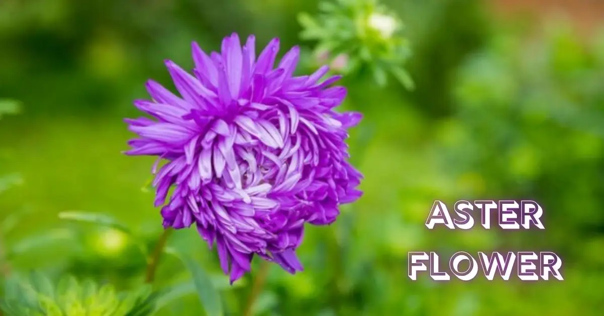 Aster Flower