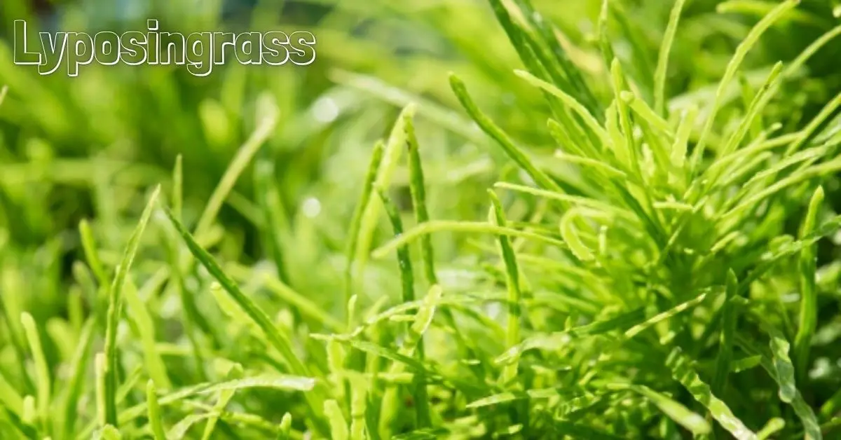 Lyposingrass